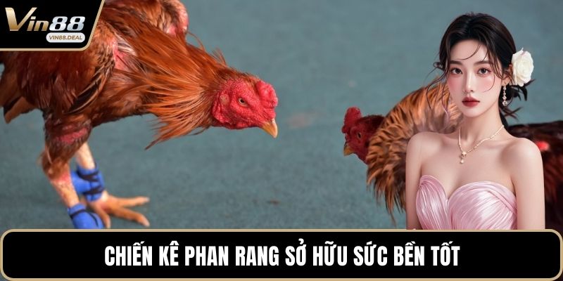 Chiến kê Phan Rang sở hữu sức bền tốt