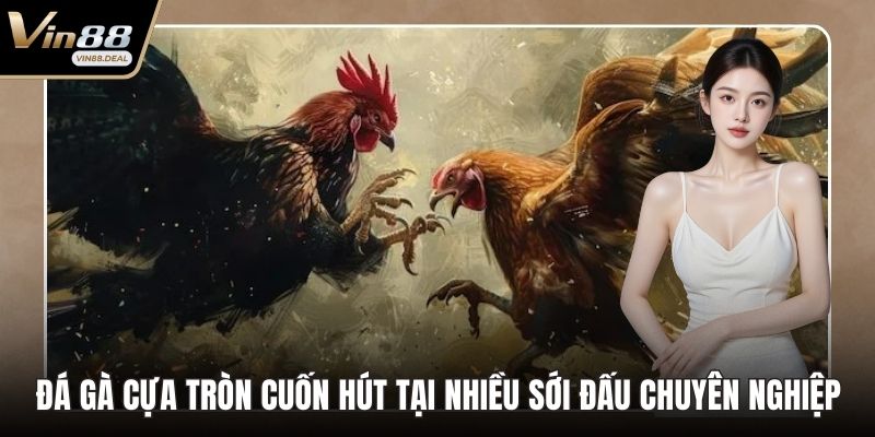 Đá Gà Cựa Tròn