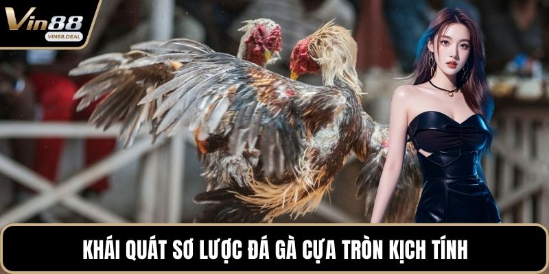 Khái quát sơ lược đá gà cựa tròn kịch tính