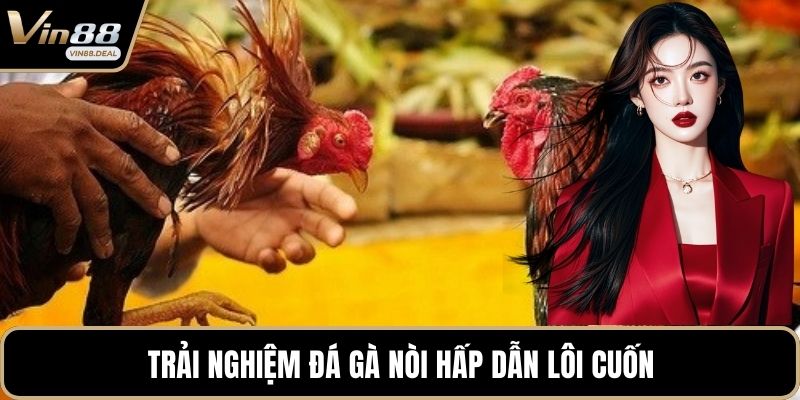 Trải nghiệm đá gà nòi hấp dẫn lôi cuốn